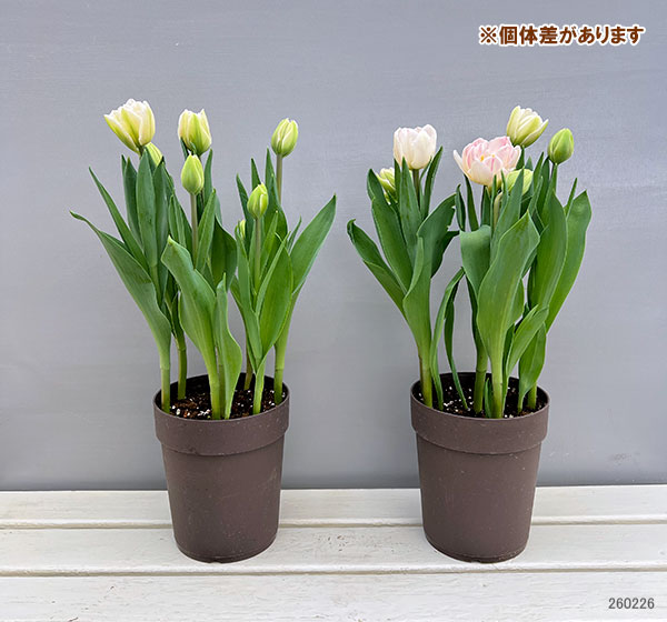 園芸ネット本店｜チューリップ：フォックストロット5号鉢植え の通販