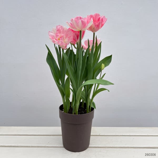 園芸ネット本店｜チューリップ：フォックストロット5号鉢植え の通販