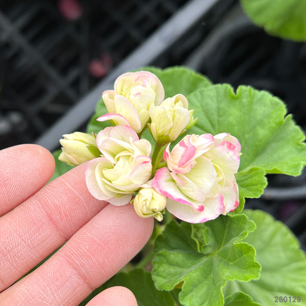 ゼラニウム：ローズバッド・アップルブロッサム3.5号ポット