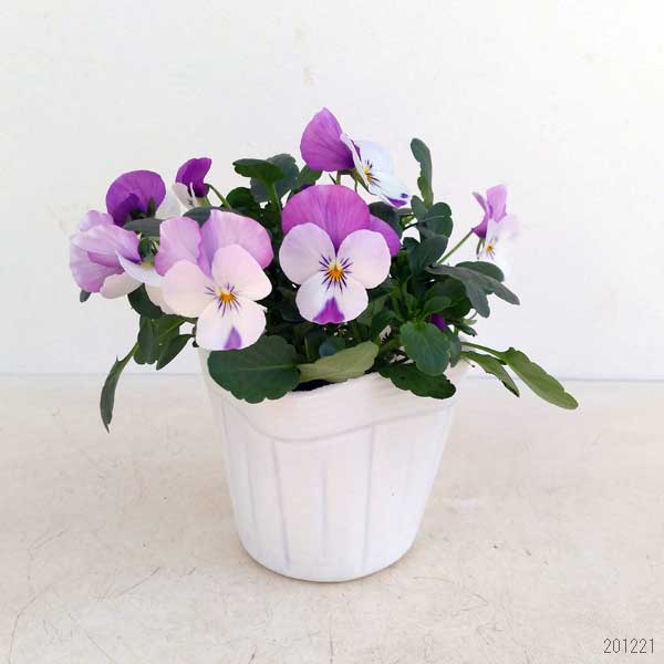 ビオラ:ソルベXP ピンクウイング3~3.5号ポット