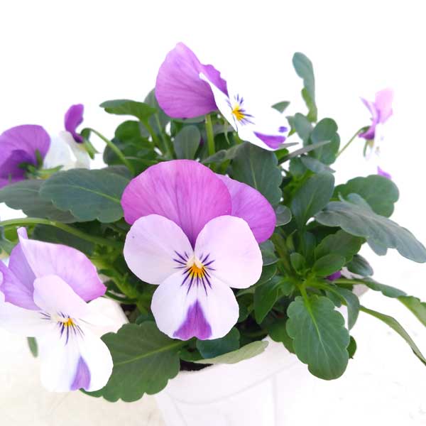 ビオラ:ソルベXP ピンクウイング3~3.5号ポット