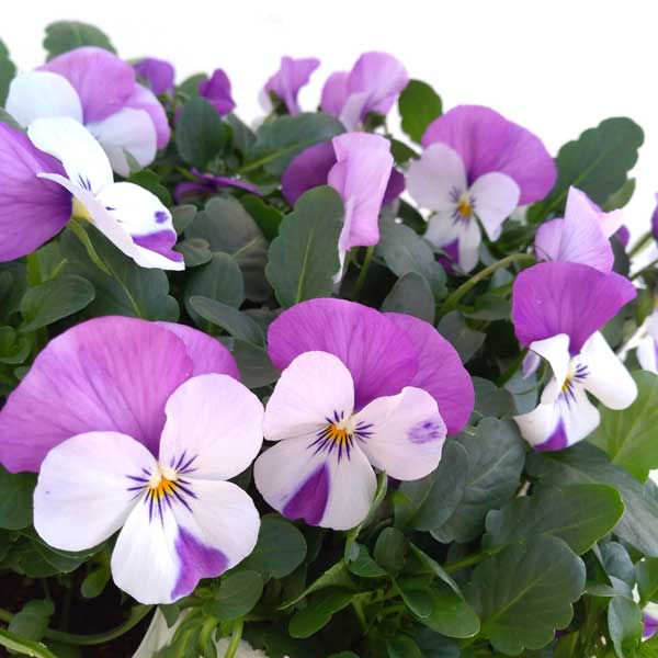 ビオラ:ソルベXP ピンクウイング3~3.5号ポット