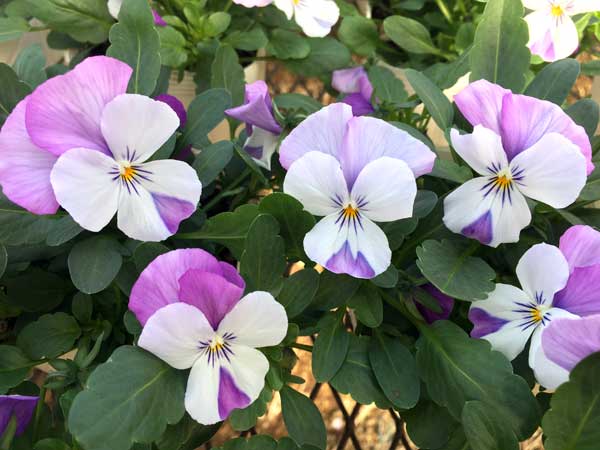 ビオラ:ソルベXP ピンクウイング3~3.5号ポット