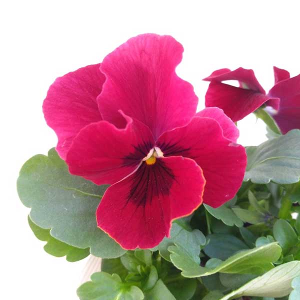 ビオラ:ソルベXP ローズブロッチ3~3.5号ポット