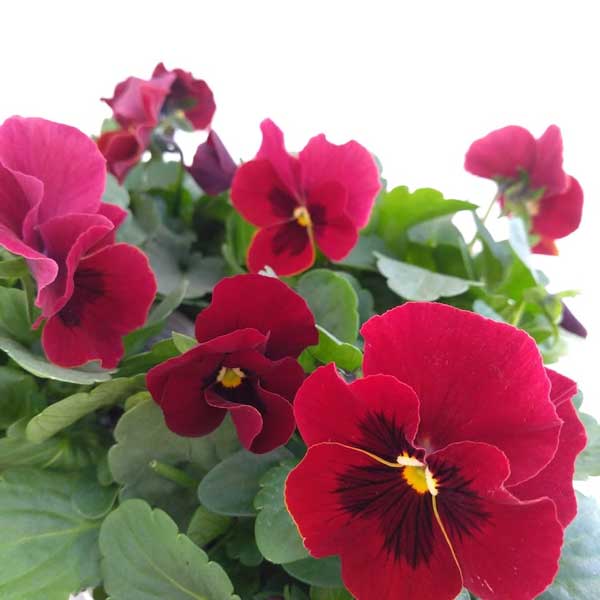 ビオラ:ソルベXP ローズブロッチ3~3.5号ポット