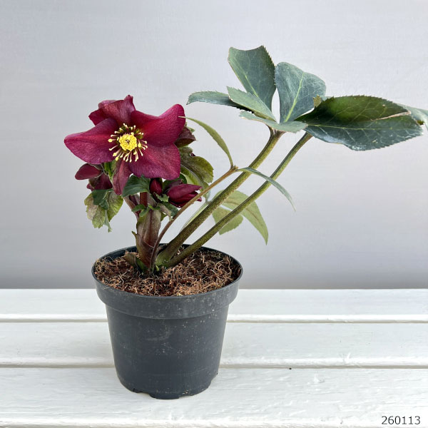 クリスマスローズ：*HGC Ice N’roses 氷の薔薇 レッド4.5号ポット