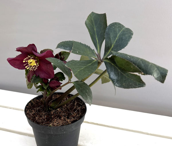 クリスマスローズ：*HGC Ice N’roses 氷の薔薇 レッド4.5号ポット