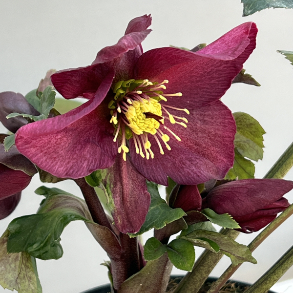 クリスマスローズ：*HGC Ice N’roses 氷の薔薇 レッド4.5号ポット