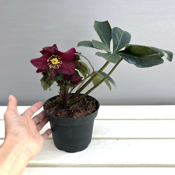 クリスマスローズ：*HGC Ice N’roses 氷の薔薇 レッド4.5号ポット