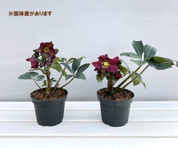 クリスマスローズ：*HGC Ice N’roses 氷の薔薇 レッド4.5号ポット