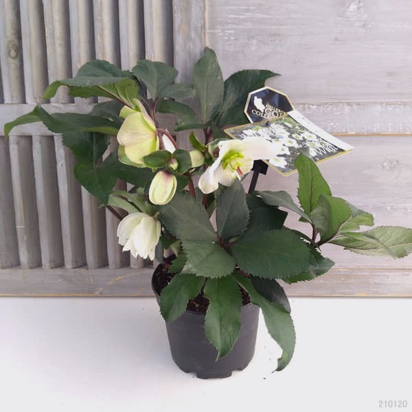 クリスマスローズ：*HGC Ice N’roses 氷の薔薇 ホワイト4.5号ポット