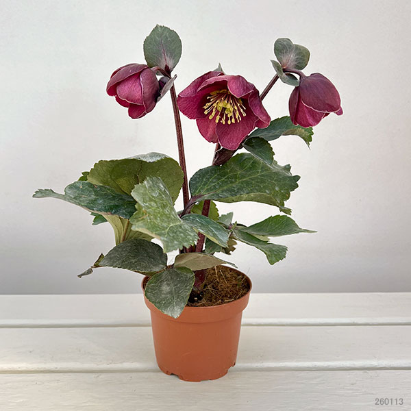 クリスマスローズ：*HGC Ice N’roses 氷の薔薇 ブルネッロ3.5号ポット