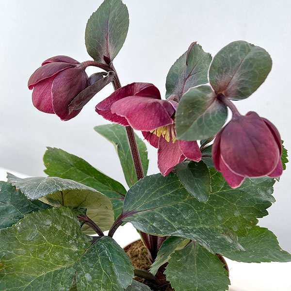 クリスマスローズ：*HGC Ice N’roses 氷の薔薇 ブルネッロ3.5号ポット