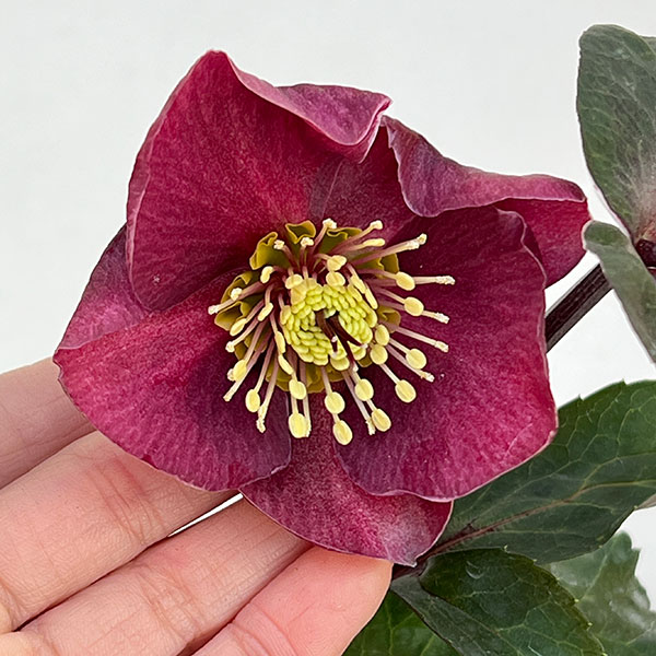 クリスマスローズ：*HGC Ice N’roses 氷の薔薇 ブルネッロ3.5号ポット