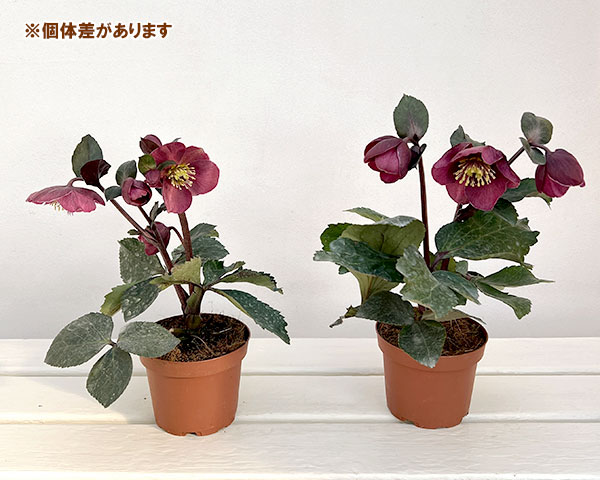 クリスマスローズ：*HGC Ice N’roses 氷の薔薇 ブルネッロ3.5号ポット