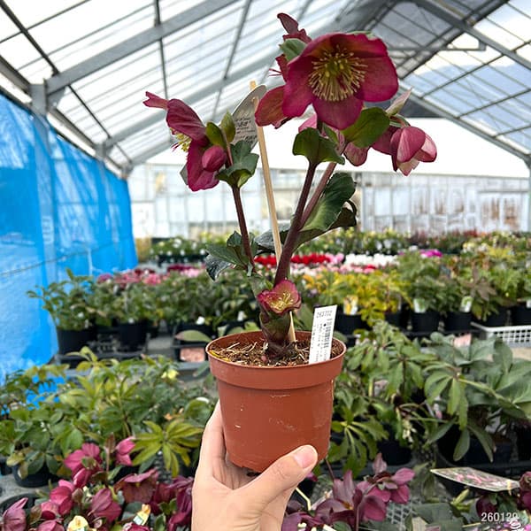 クリスマスローズ:*HGC Ice N’roses 氷の薔薇 ブルネッロ3.5号ポット