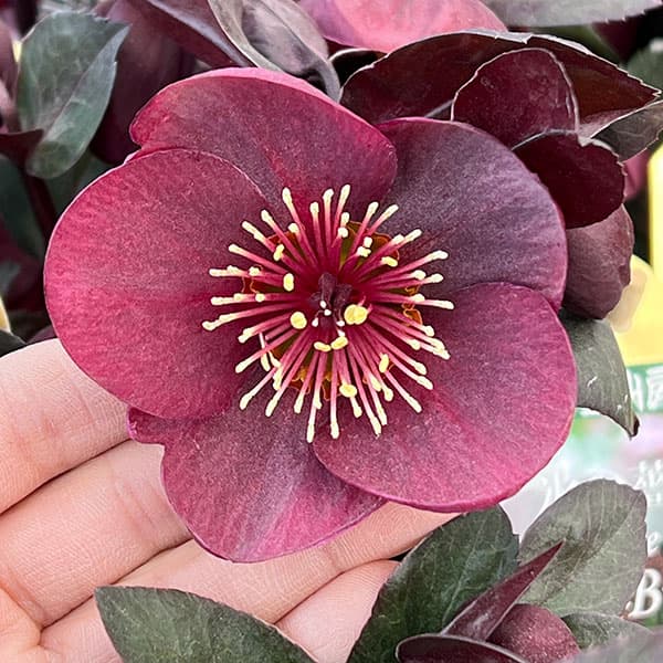 クリスマスローズ:*HGC Ice N’roses 氷の薔薇 ブルネッロ3.5号ポット