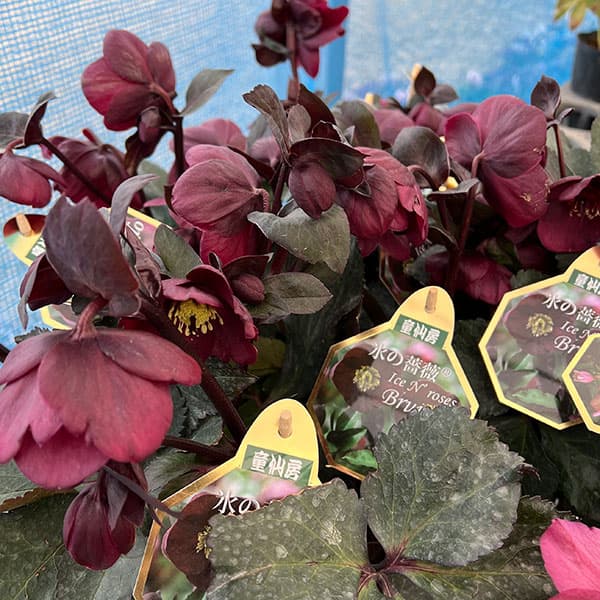 クリスマスローズ:*HGC Ice N’roses 氷の薔薇 ブルネッロ3.5号ポット