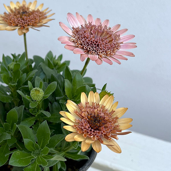 オステオスペルマム：プリンセス コーラル4号鉢