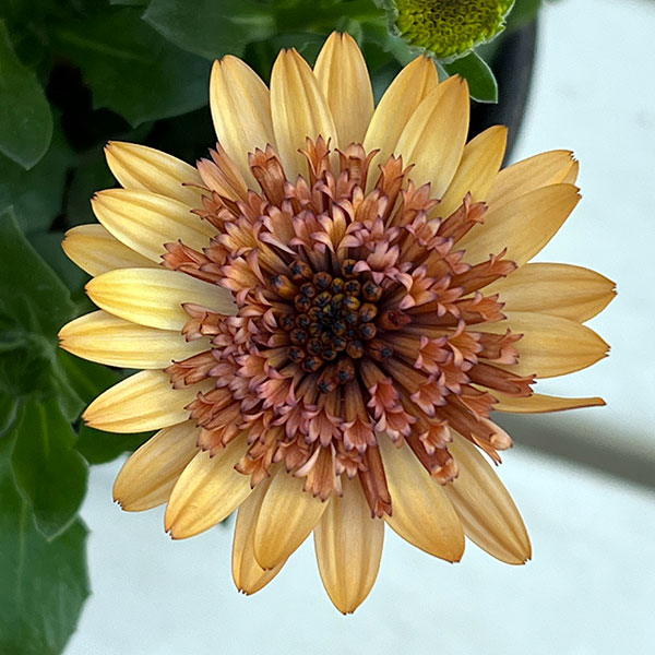 オステオスペルマム：プリンセス コーラル4号鉢