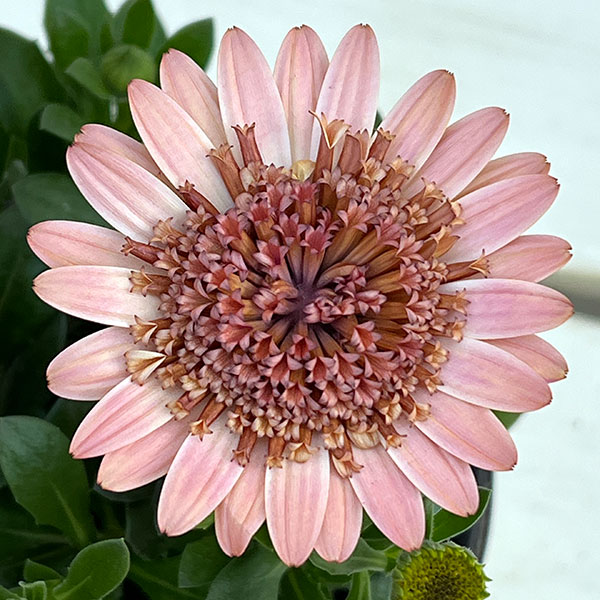 オステオスペルマム：プリンセス コーラル4号鉢