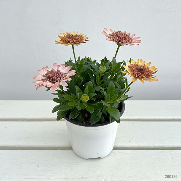 オステオスペルマム：プリンセス コーラル4号鉢