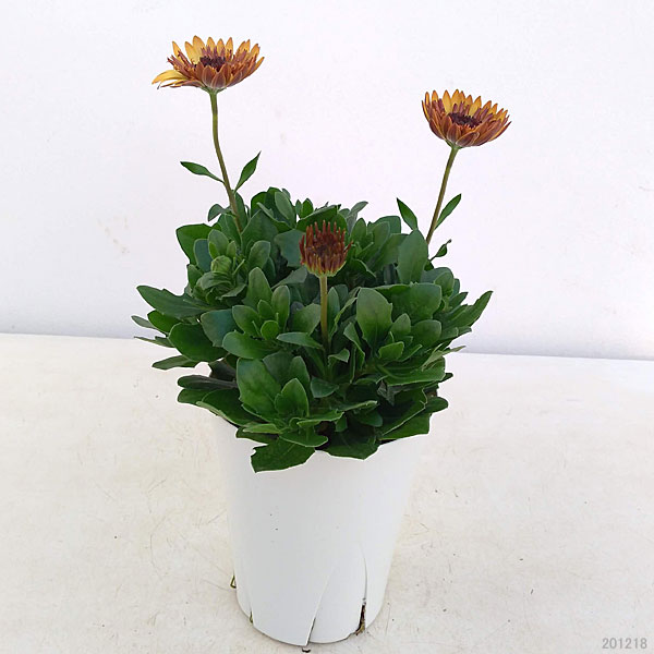 [26年1月中下旬予約]オステオスペルマム：プリンセスプロバンス4号鉢