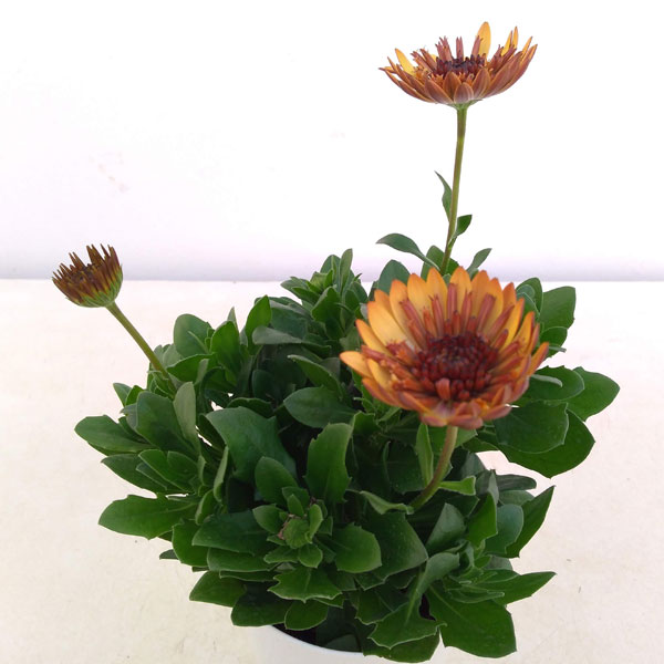 [26年1月中下旬予約]オステオスペルマム：プリンセスプロバンス4号鉢