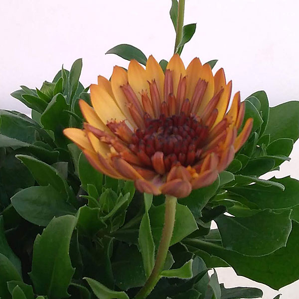 [26年1月中下旬予約]オステオスペルマム：プリンセスプロバンス4号鉢