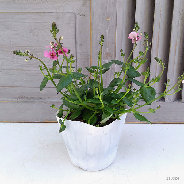 [26年3月中下旬予約]ディアスシア：ダーラ　ローズ3.5号ポット