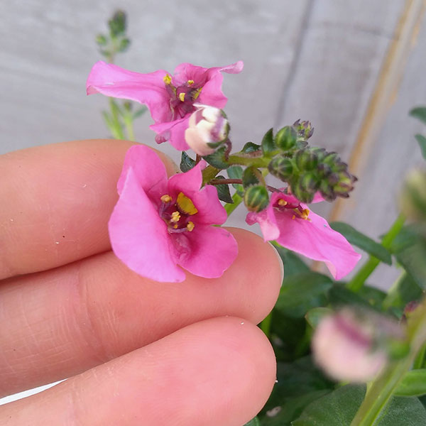 [26年3月中下旬予約]ディアスシア：ダーラ　ローズ3.5号ポット