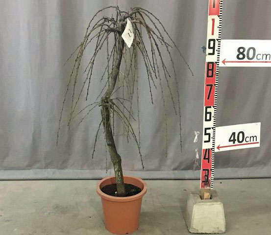 花梅(ハナウメ):藤牡丹枝垂れ(フジボタンシダレ)8号鉢植え高さ約1.1m