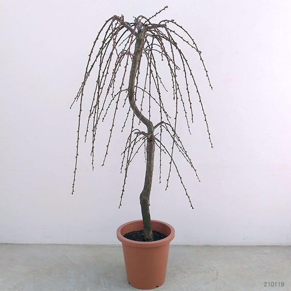 花梅(ハナウメ):藤牡丹枝垂れ(フジボタンシダレ)8号鉢植え高さ約1.1m