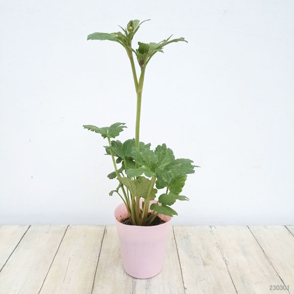 園芸ネット本店｜ラナンキュラス：ラックス エリス4号ロングポット の