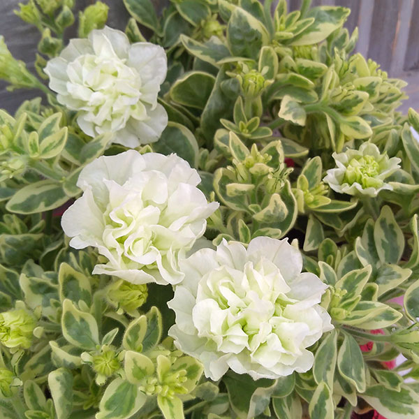 ペチュニア：ホワイトメモリーズ4.5号ポット 3株セット