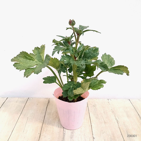 園芸ネット本店｜ラナンキュラス：ラックス サティロス4号ロングポット