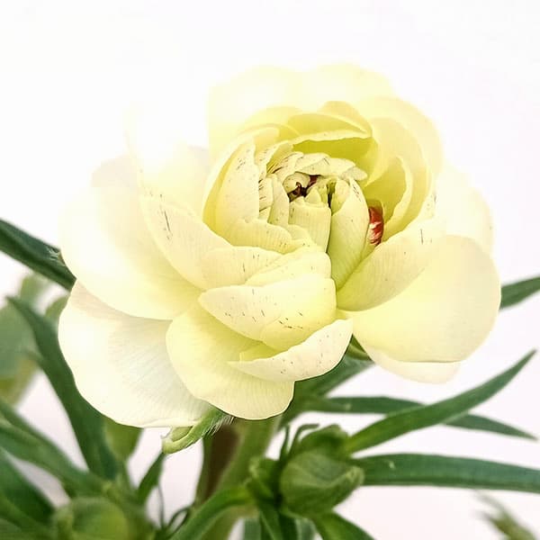 ラナンキュラス：ラックス ニノス4号ロングポット