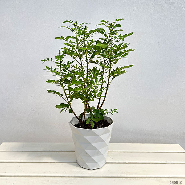 カッシア:黄色い天使6号鉢植え