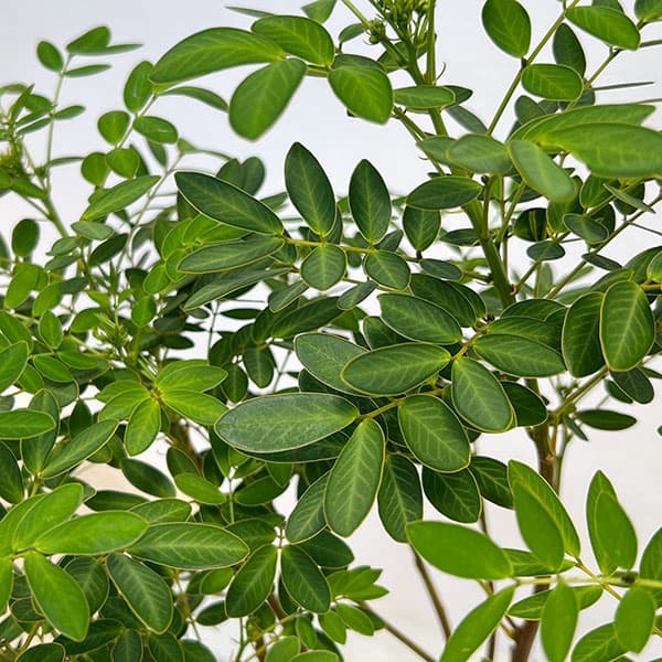 カッシア:黄色い天使6号鉢植え