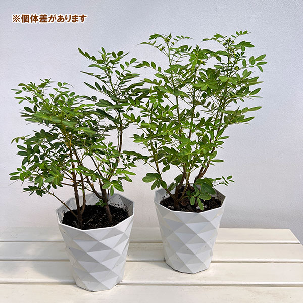 カッシア:黄色い天使6号鉢植え