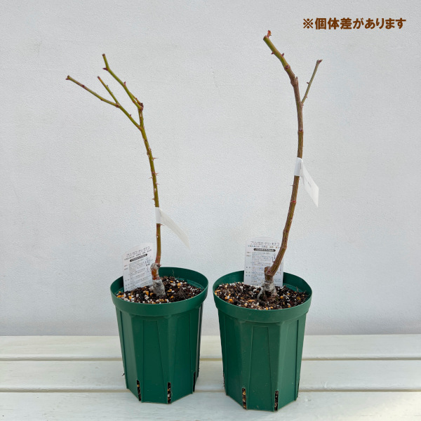 ハイブリッドティー:プリンセス ドゥ モナコ接木苗4号ロングポット(バラ)