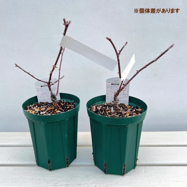 つるバラ：カクテル（コクテール）接木苗4号ロングポット