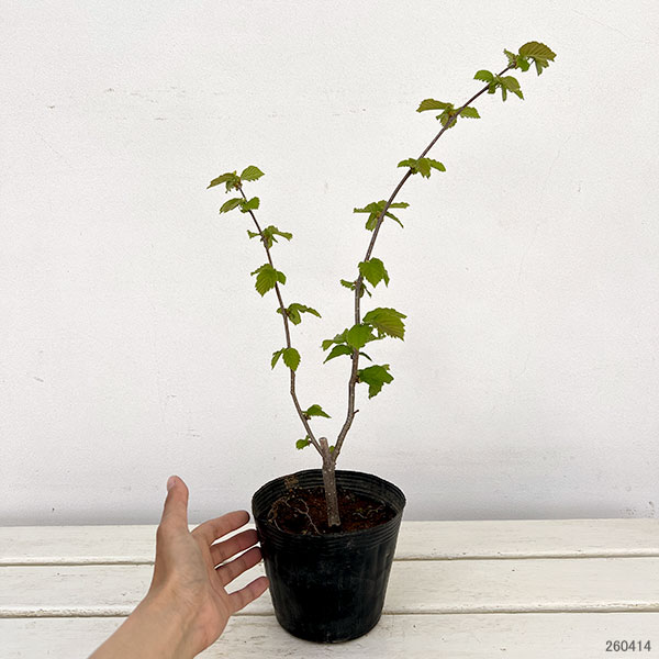 アメリカンヘーゼルナッツ（西洋ハシバミ）：サカジャウェア4.5号ポット