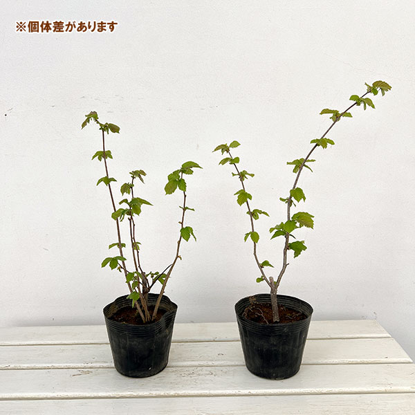 アメリカンヘーゼルナッツ（西洋ハシバミ）：サカジャウェア4.5号ポット