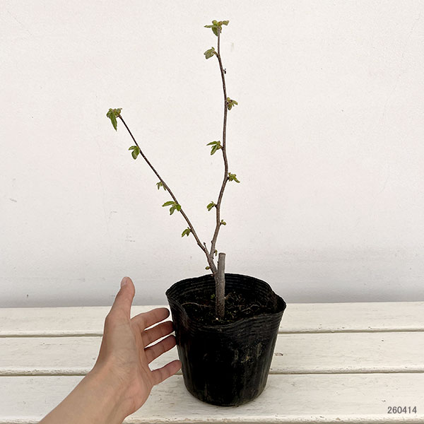 アメリカンヘーゼルナッツ（西洋ハシバミ）：ジェファーソン4.5号ポット