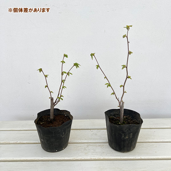 アメリカンヘーゼルナッツ（西洋ハシバミ）：ジェファーソン4.5号ポット