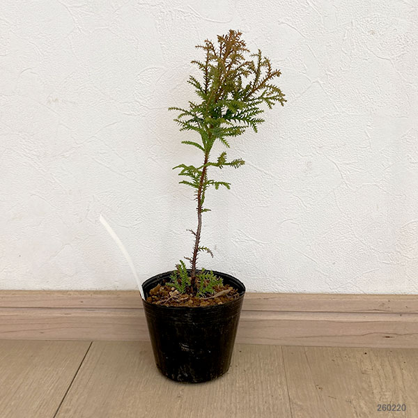 ヒノキアスナロ（青森ヒバ）：津軽錦（ツガルニシキ）3号ポット