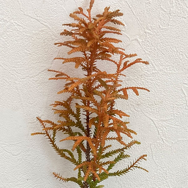 ヒノキアスナロ（青森ヒバ）：津軽錦（ツガルニシキ）3号ポット