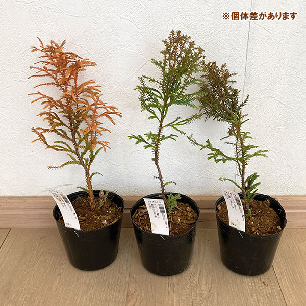 ヒノキアスナロ（青森ヒバ）：津軽錦（ツガルニシキ）3号ポット