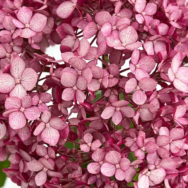 アジサイ（アメリカ）：ピンクのアナベル2（ツー）5号鉢植え 3個セット